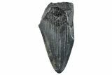Partial Megalodon Tooth - South Carolina #268615-1